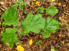 Quercus bicolor