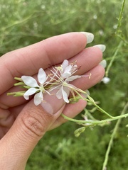 Oenothera filiformis