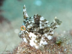 Stephanolepis hispida