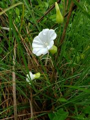 Calystegia silvatica