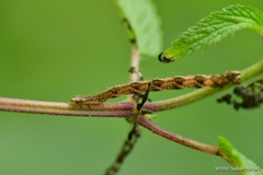 Melanchra persicariae