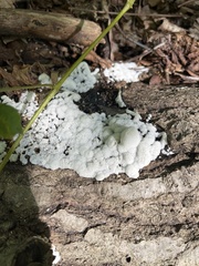 Ceratiomyxa