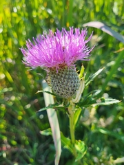 Cirsium altissimum