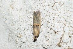 Psorosa dahliella