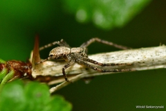 Philodromus aureolus
