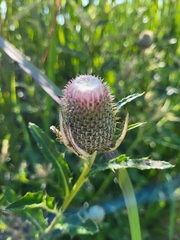 Cirsium altissimum