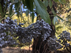 Sambucus cerulea