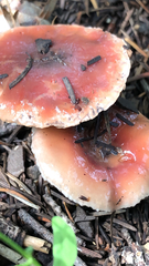 Leratiomyces ceres