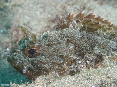 Scorpaena porcus