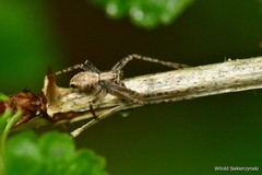 Philodromus aureolus