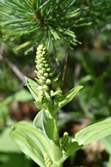 Veratrum lobelianum