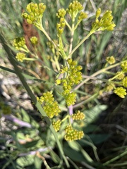 Senecio hydrophilus