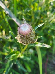 Cirsium altissimum