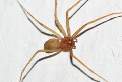 Loxosceles rufescens