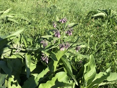 Symphytum officinale