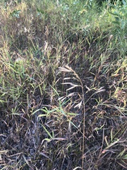 Bromus inermis