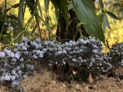 Sambucus cerulea