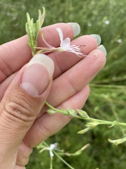 Oenothera filiformis