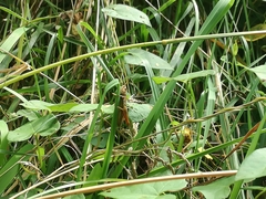 Gomphocerippus rufus