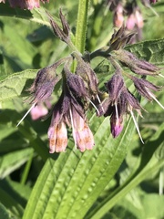 Symphytum officinale