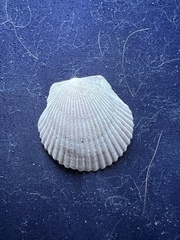 Argopecten irradians