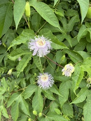 Passiflora incarnata