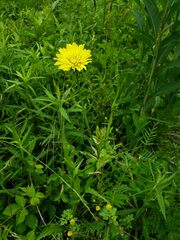 Pyrrhopappus carolinianus