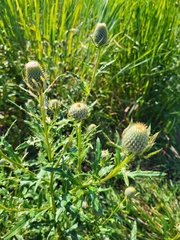 Cirsium altissimum