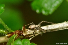 Philodromus aureolus