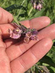 Symphytum officinale