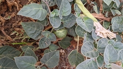 Datura wrightii