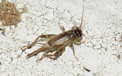 Eumodicogryllus bordigalensis