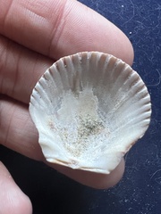 Argopecten irradians