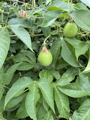 Passiflora incarnata