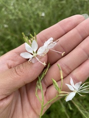 Oenothera filiformis