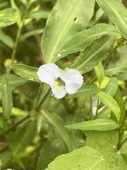 Commelina virginica