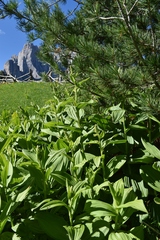 Veratrum lobelianum