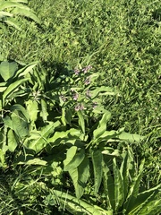 Symphytum officinale