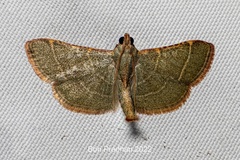 Hypsopygia
