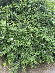 Passiflora incarnata