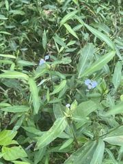 Commelina virginica