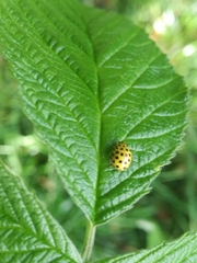 Psyllobora vigintiduopunctata