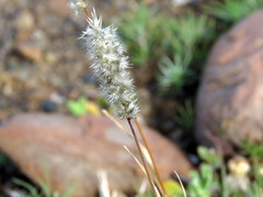 Enneapogon scoparius