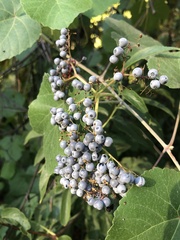 Viburnaceae