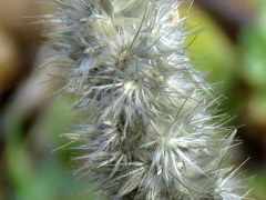 Enneapogon scoparius