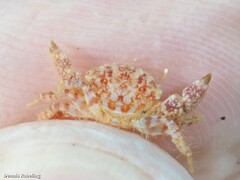 Pilumnus