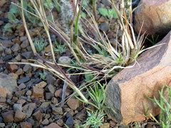 Enneapogon scoparius