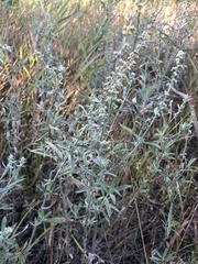 Artemisia ludoviciana