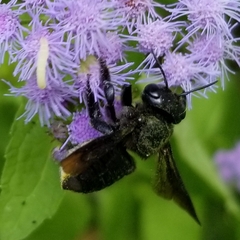 Megachile xylocopoides