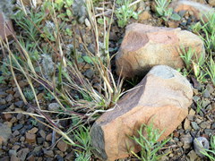 Enneapogon scoparius